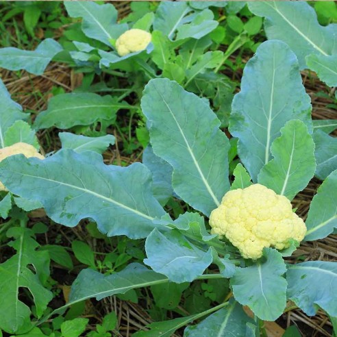 Cavolfiore in biologico almaverde bio!