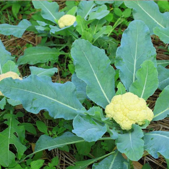 Cavolfiore in biologico almaverde bio! Cavolfiore in biologico almaverde bio!