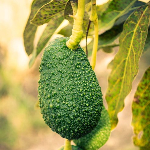 Avocado fresco Siciliano sulla pianta